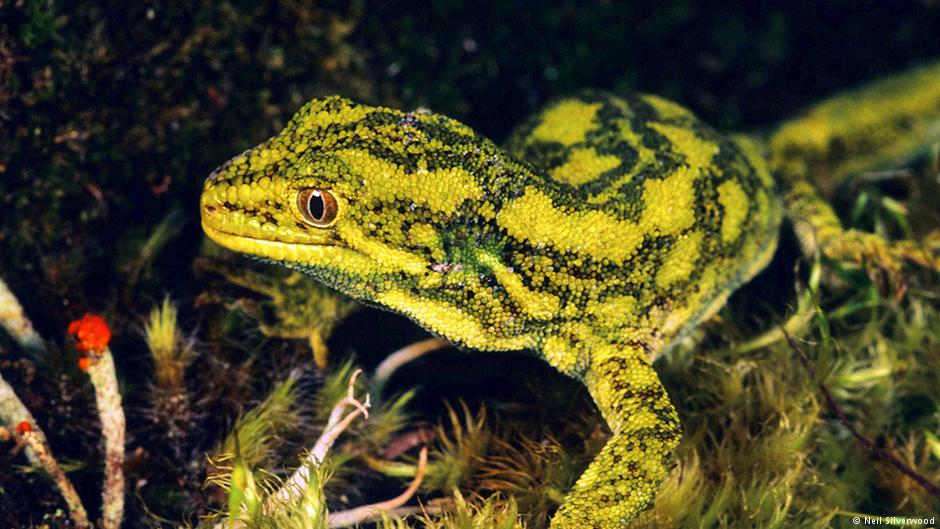 coal-kiwis-newzealand-the-west-green-gacko-marketexpress-in